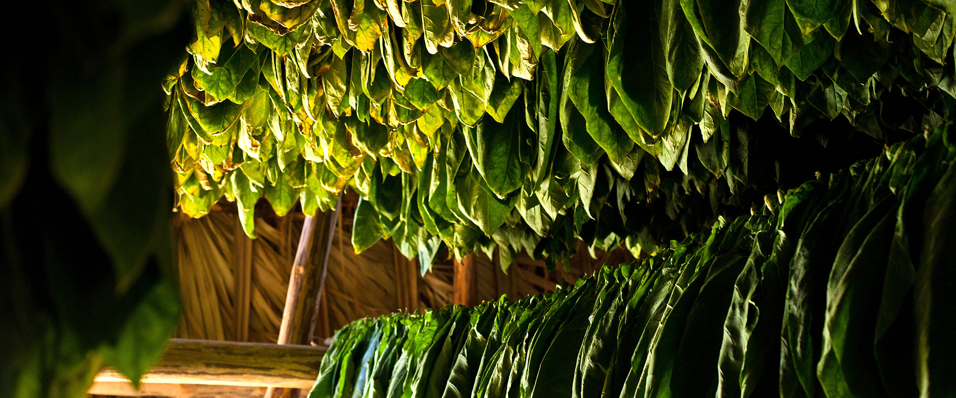 CU Ausflug Tabakplantage Havannazigarre Slider