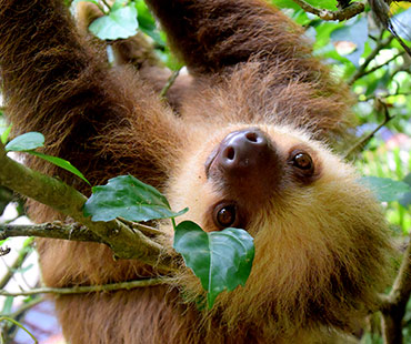 CR Nationalpark Tortuguero. Thumbnail