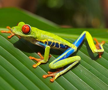 CR Ausflug Ganztagestour Costa Rica Thumbnail