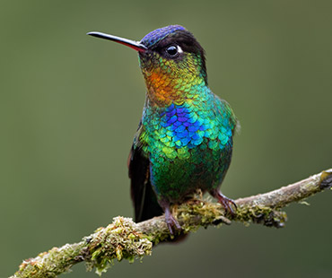 CR Rundreise Naturwunder Costa Ricas Thumbnail