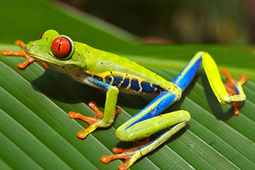 CR Ausflug Ganztagestour Costa Rica Thumbnail